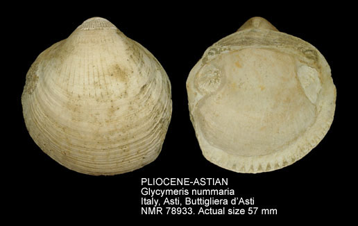 PLIOCENE-ASTIAN Glycymeris nummaria.jpg - PLIOCENE-ASTIAN Glycymeris nummaria (Linnaeus,1758)